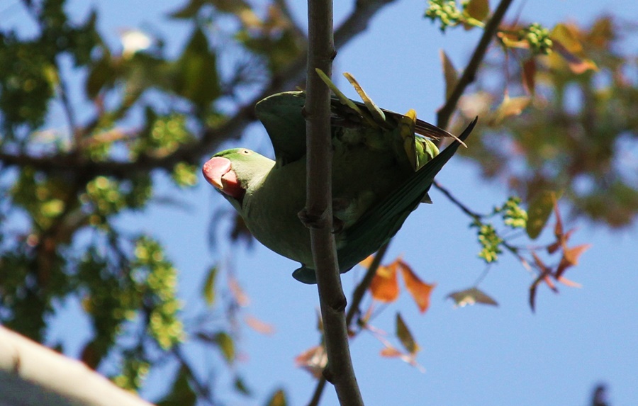 Rose-ringed Parakeet