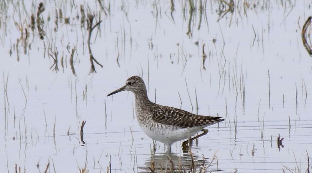 Wood Sandpiper