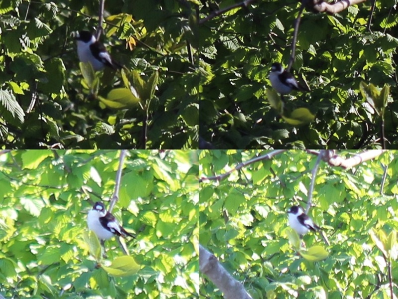 Collared Flycatcher