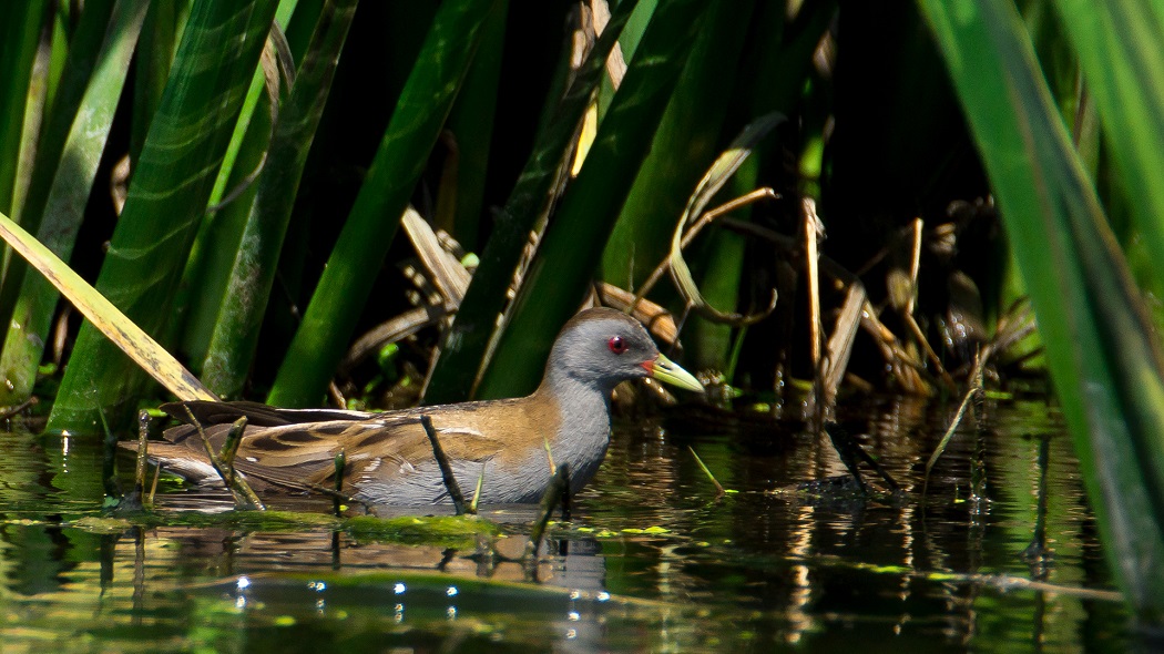 Little Crake