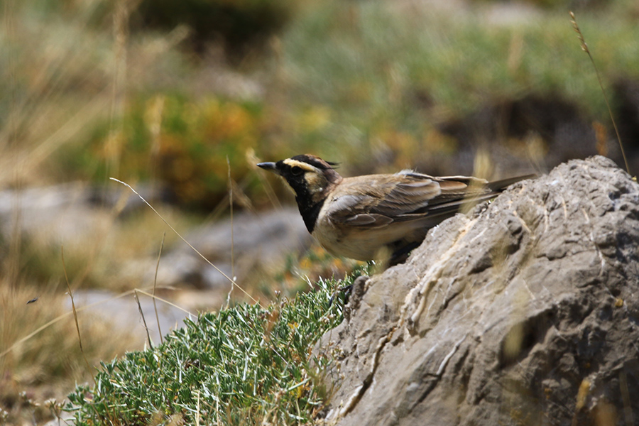 Horned Lark