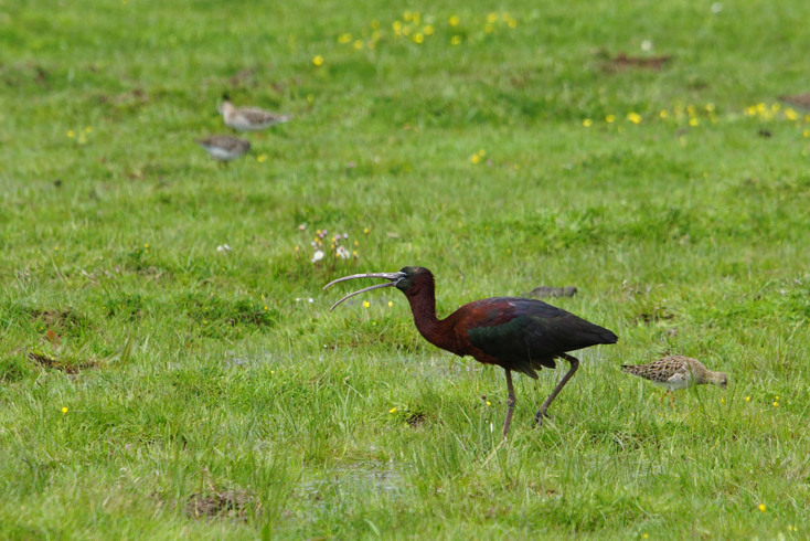 Glossy Ibis