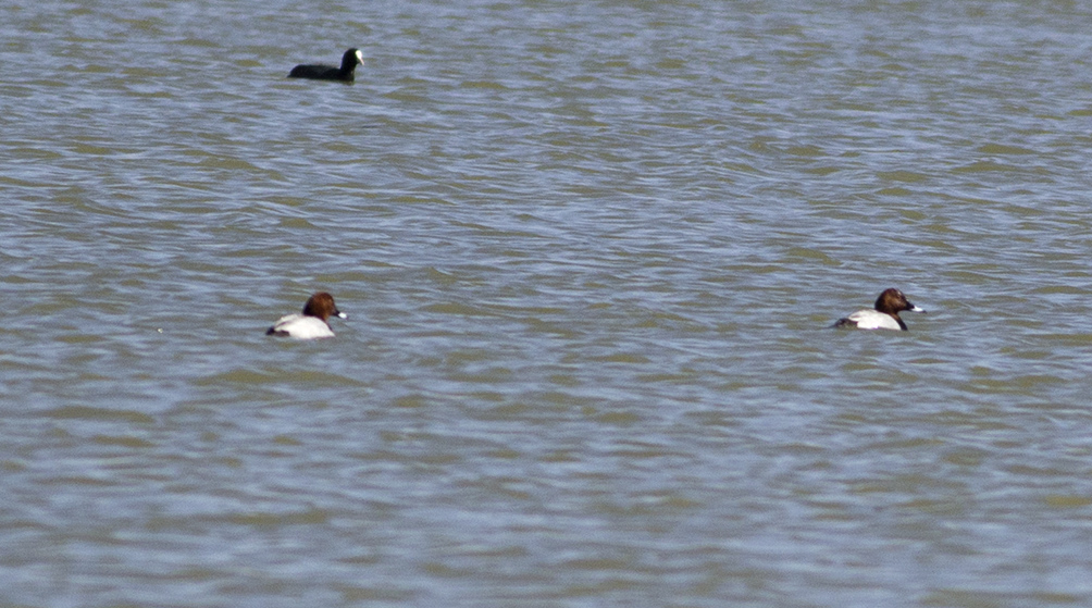 Common Pochard