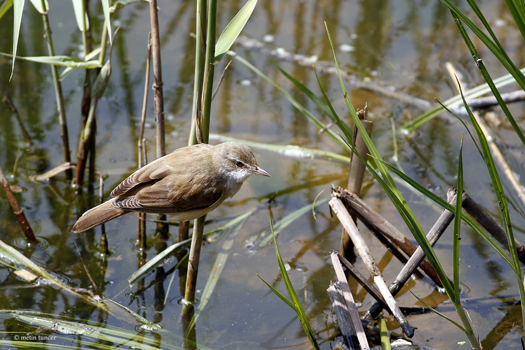 Common Reed Warbler