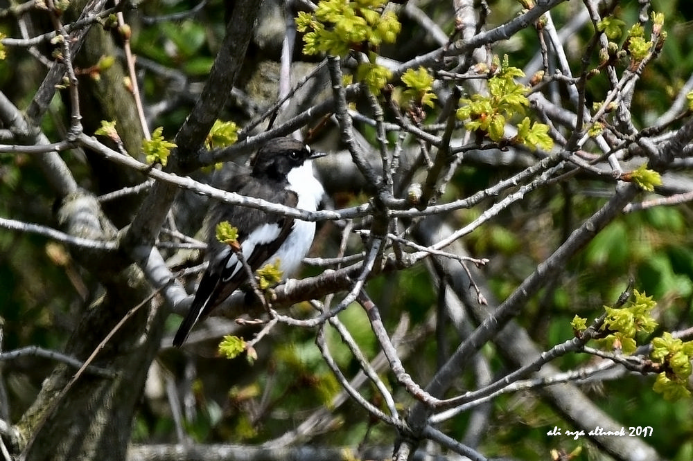 European Pied Flycatcher