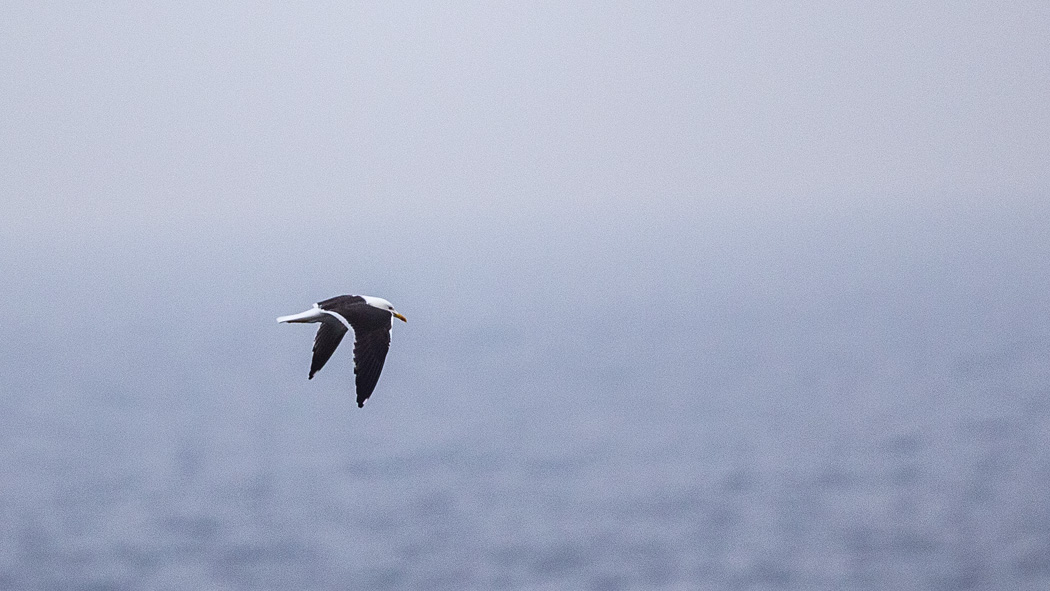 Lesser Black-backed Gull