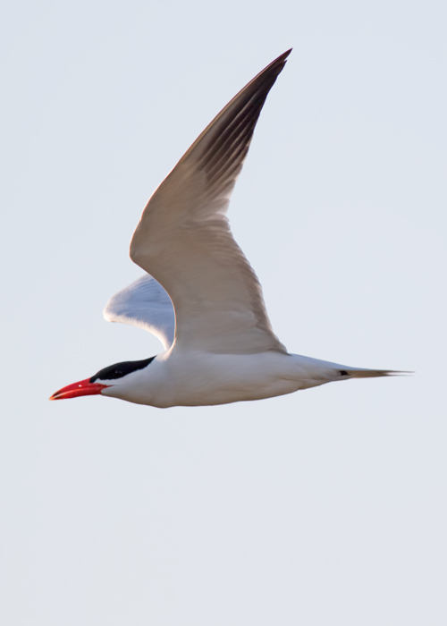 Caspian Tern