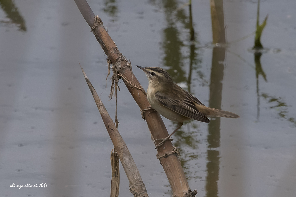 Sedge Warbler