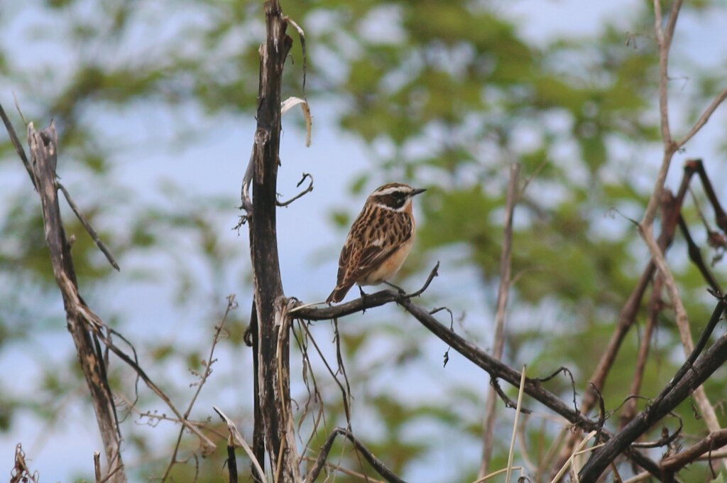 Whinchat