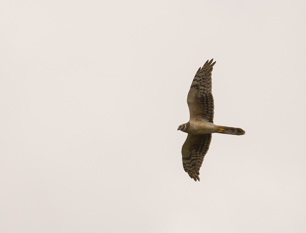 Pallid Harrier