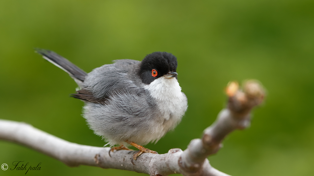 Sardinian Warbler