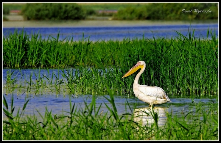Great White Pelican