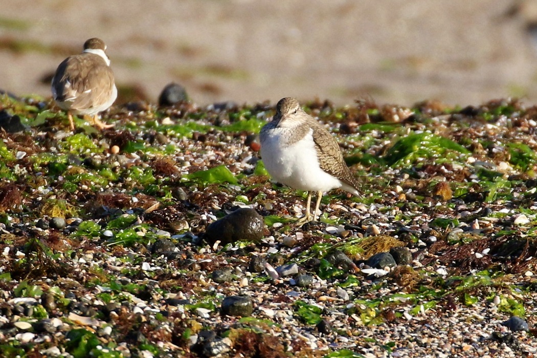 Common Sandpiper