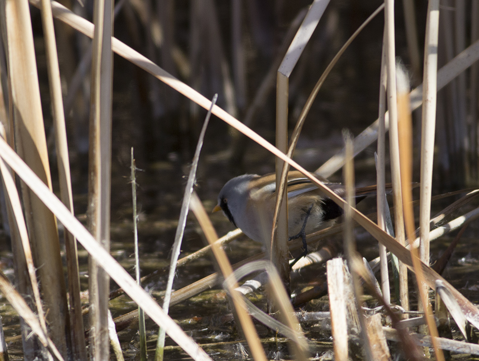 Bearded Reedling