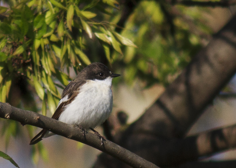 European Pied Flycatcher