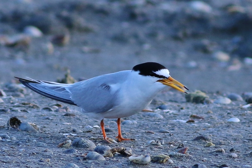 Little Tern