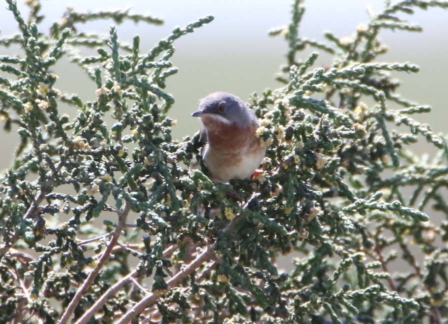 Subalpine Warbler