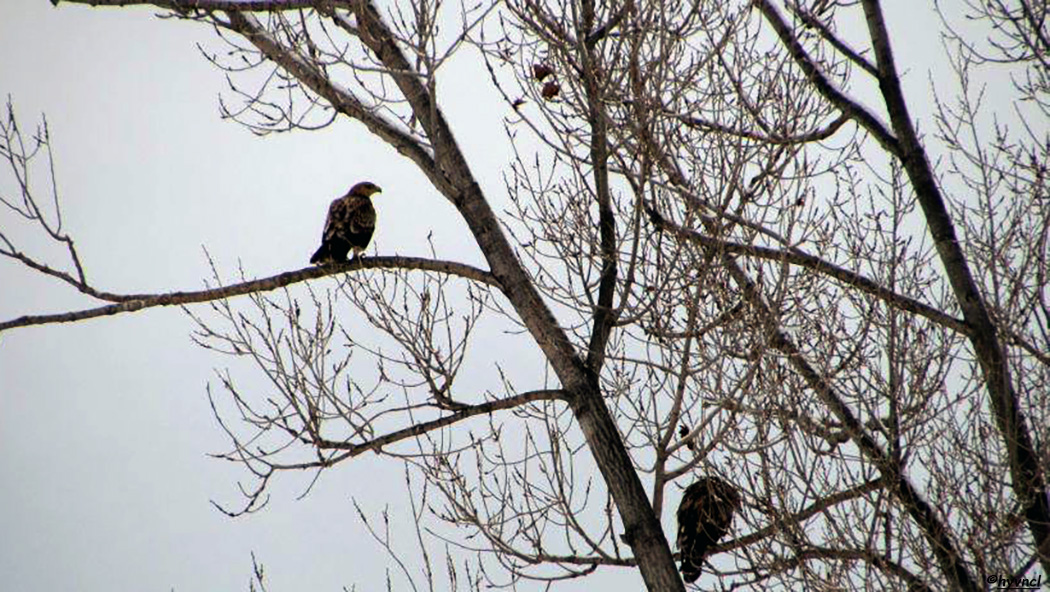 Eastern Imperial Eagle