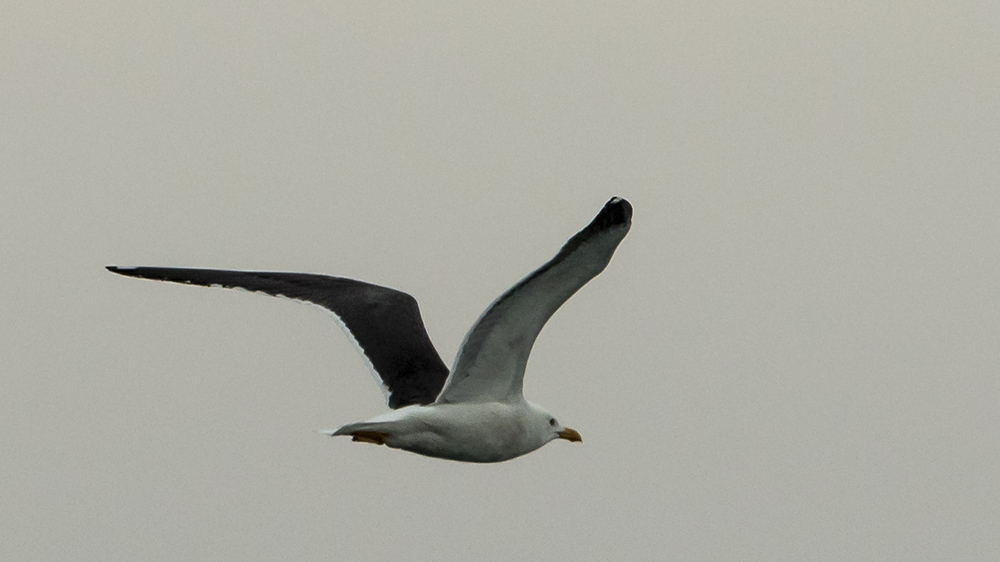Lesser Black-backed Gull