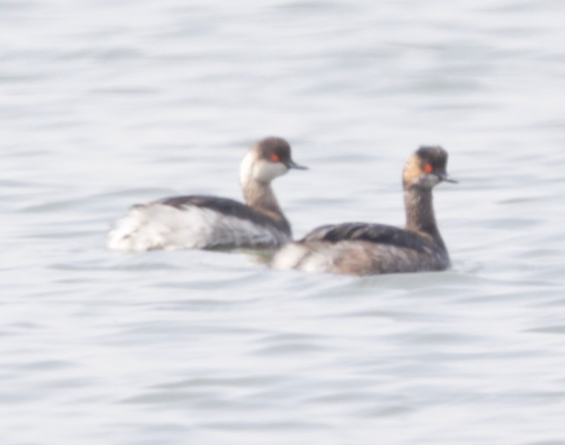 Black-necked Grebe