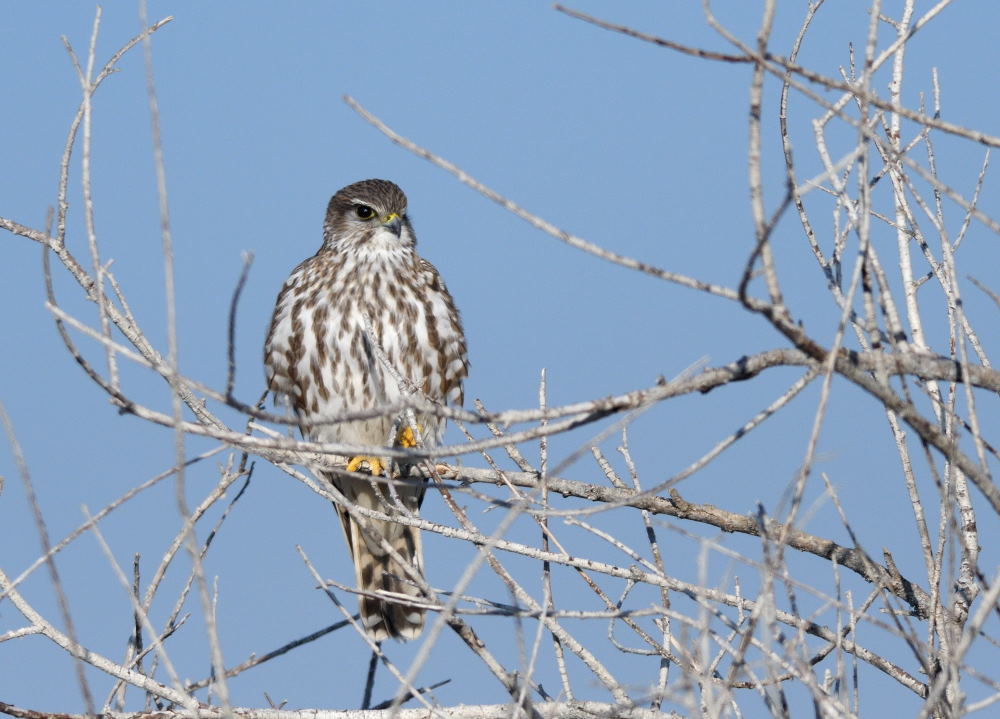 Merlin