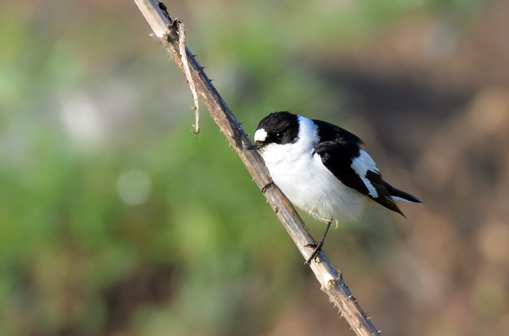 Collared Flycatcher
