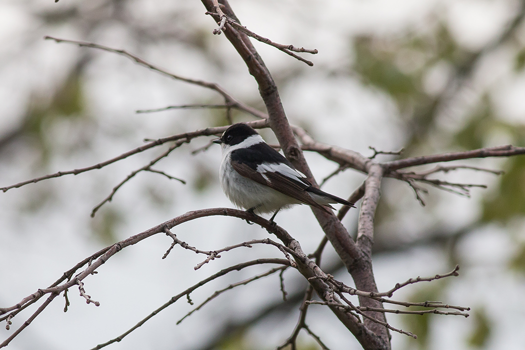 Collared Flycatcher