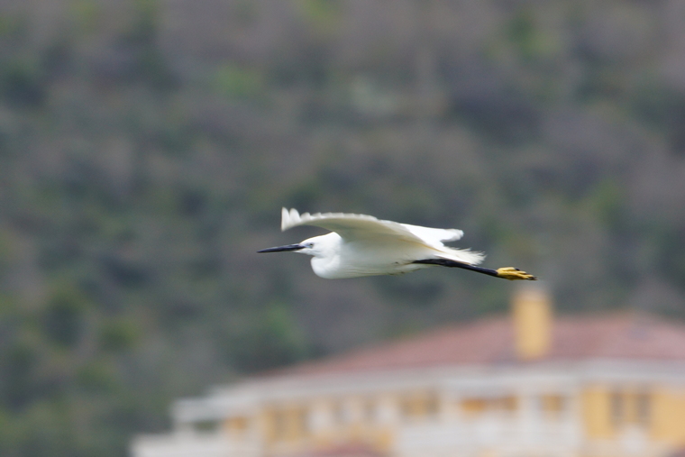 Little Egret