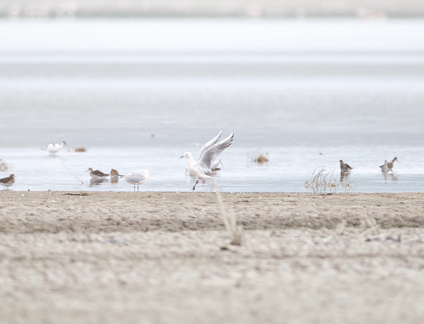 Slender-billed Gull