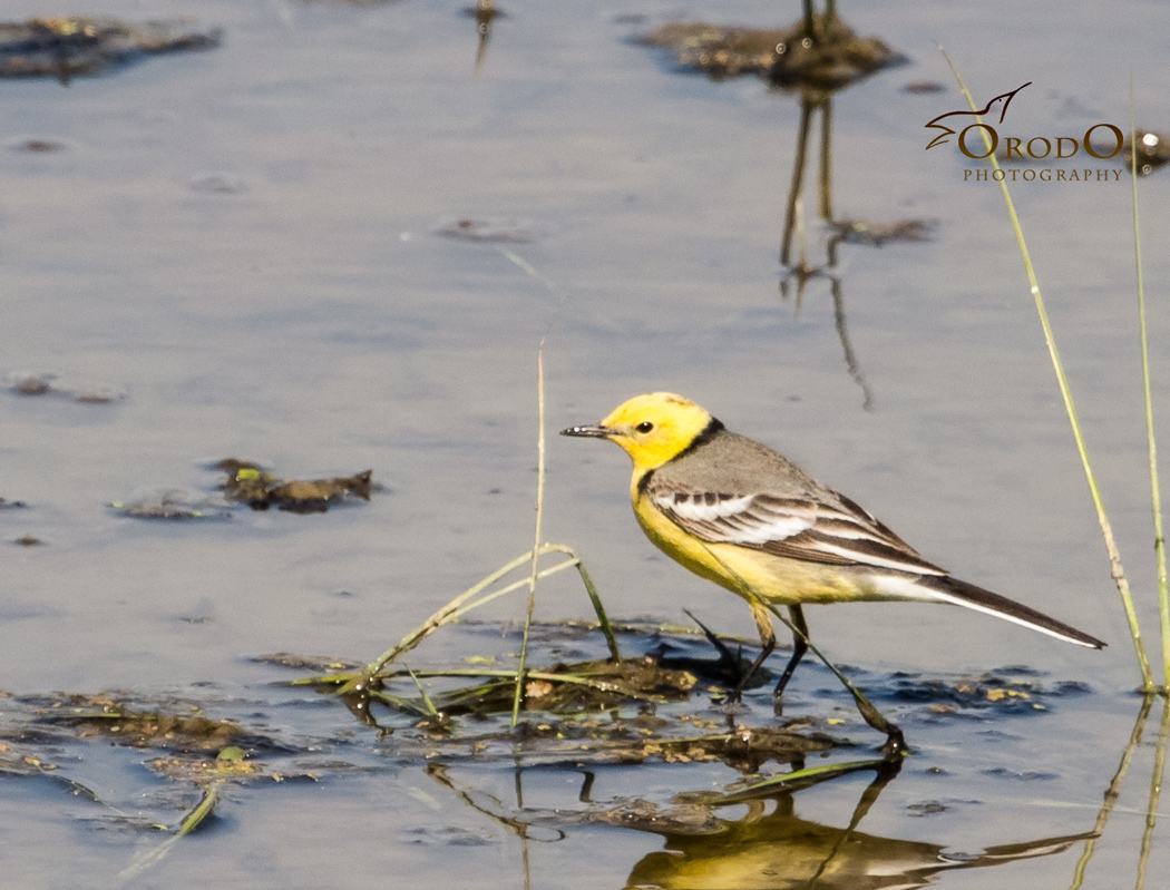 Citrine Wagtail