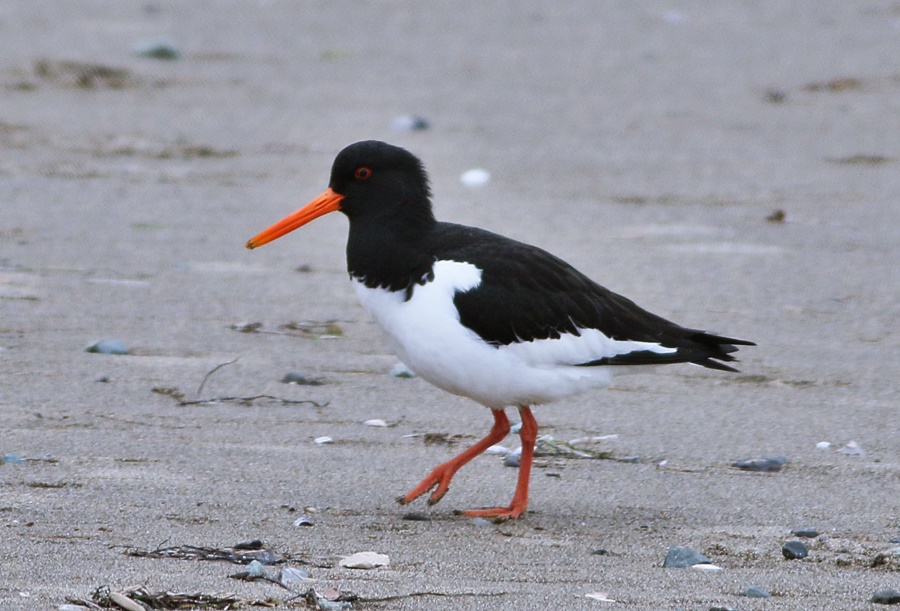 Eurasian Oystercatcher