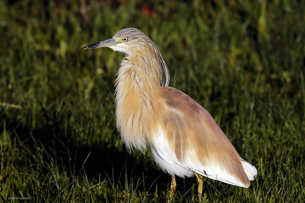 Squacco Heron