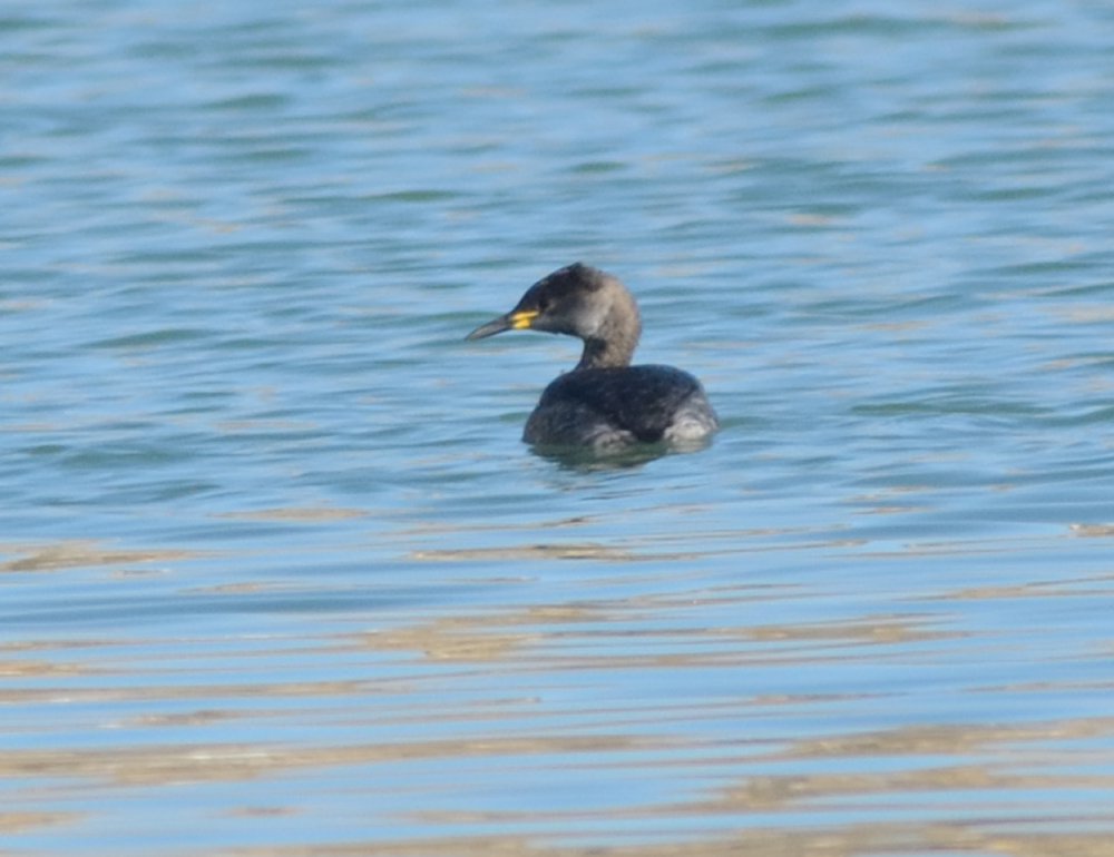 Red-necked Grebe