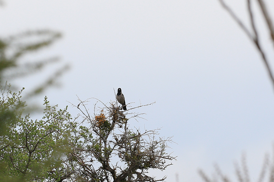 Hooded Crow