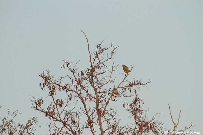 European Greenfinch