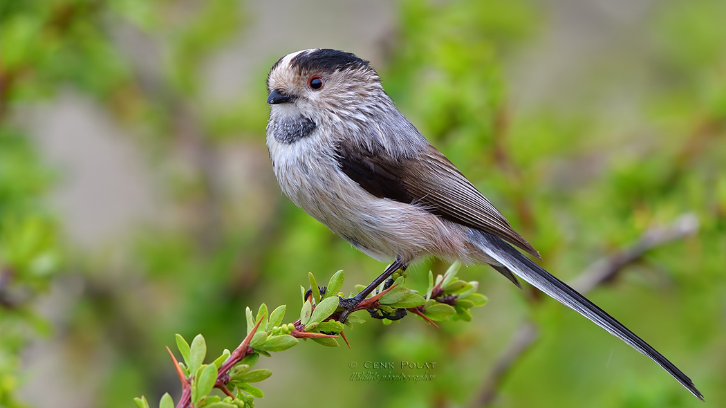 Long-tailed Tit