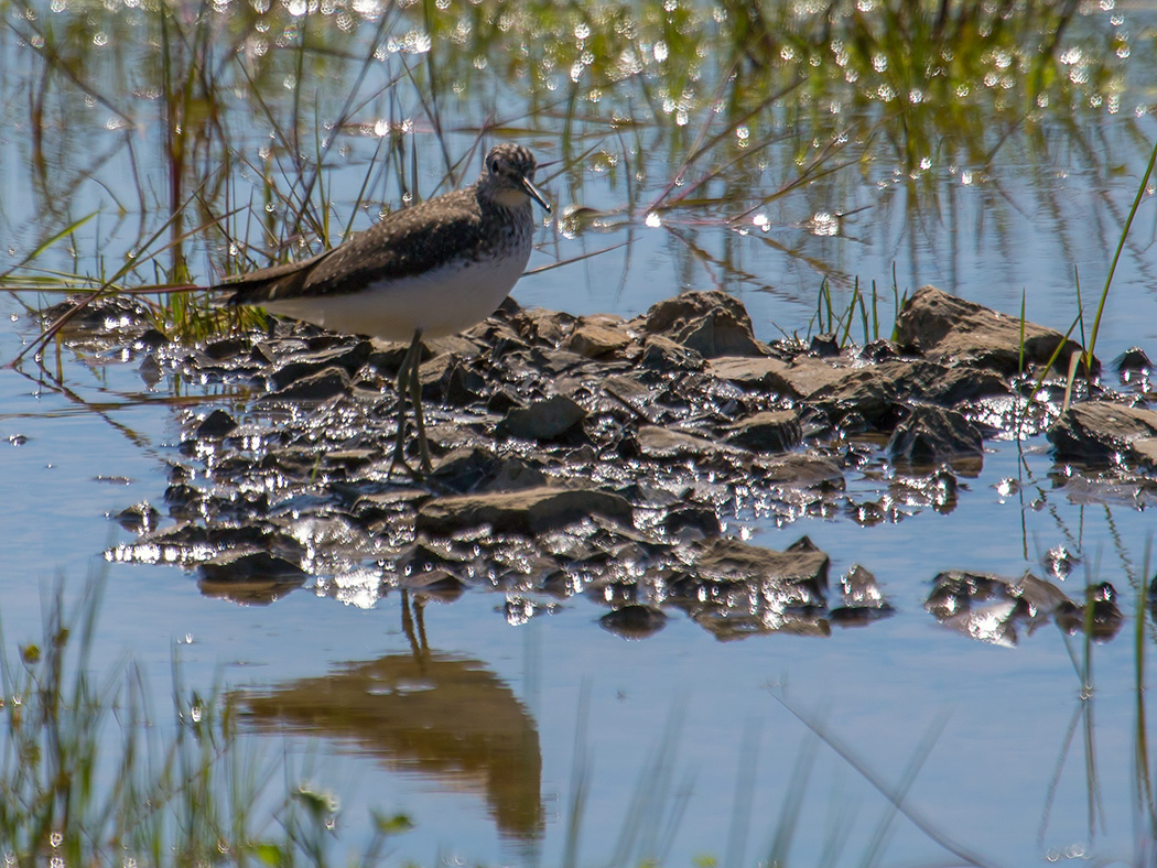 Green Sandpiper
