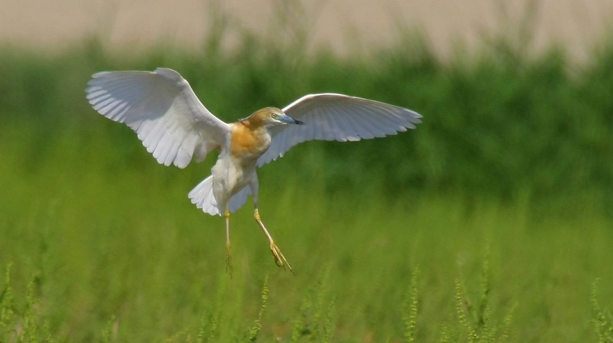 Squacco Heron