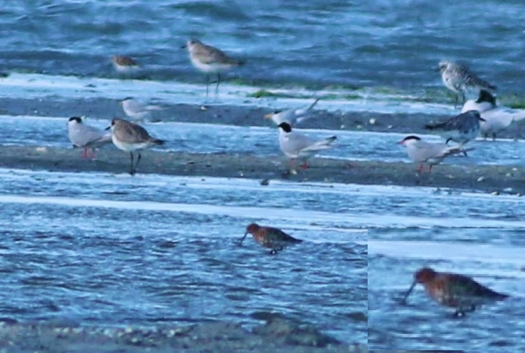 Curlew Sandpiper