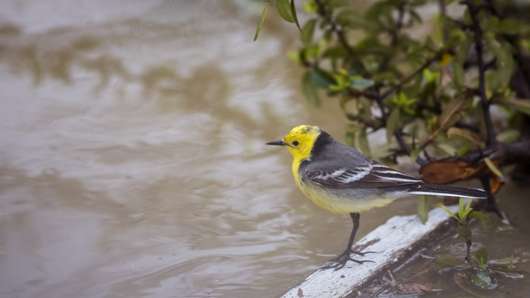 Citrine Wagtail