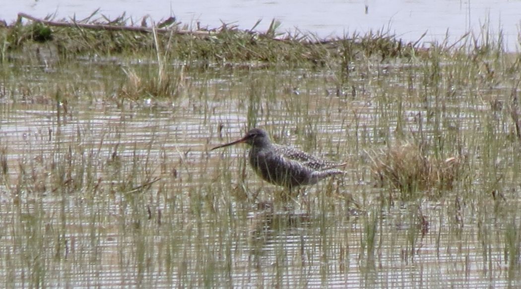 Spotted Redshank