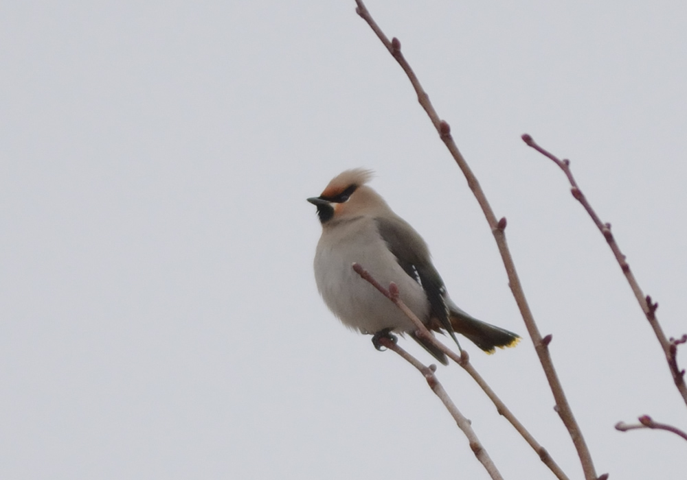 Bohemian Waxwing