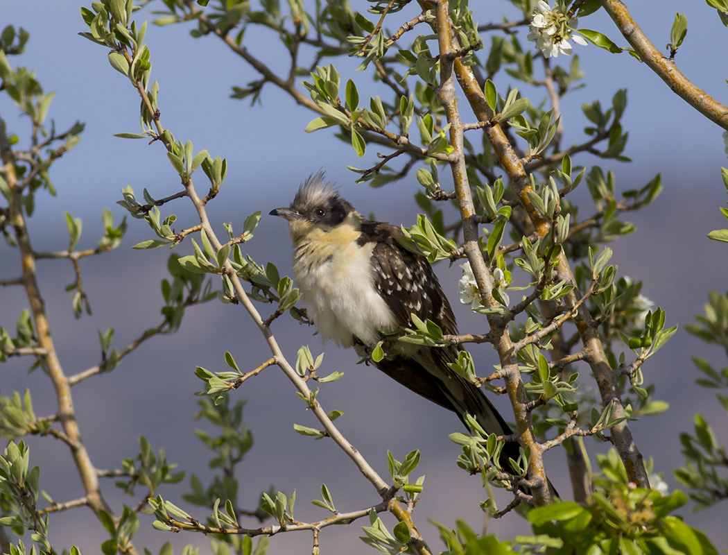 Great Spotted Cuckoo