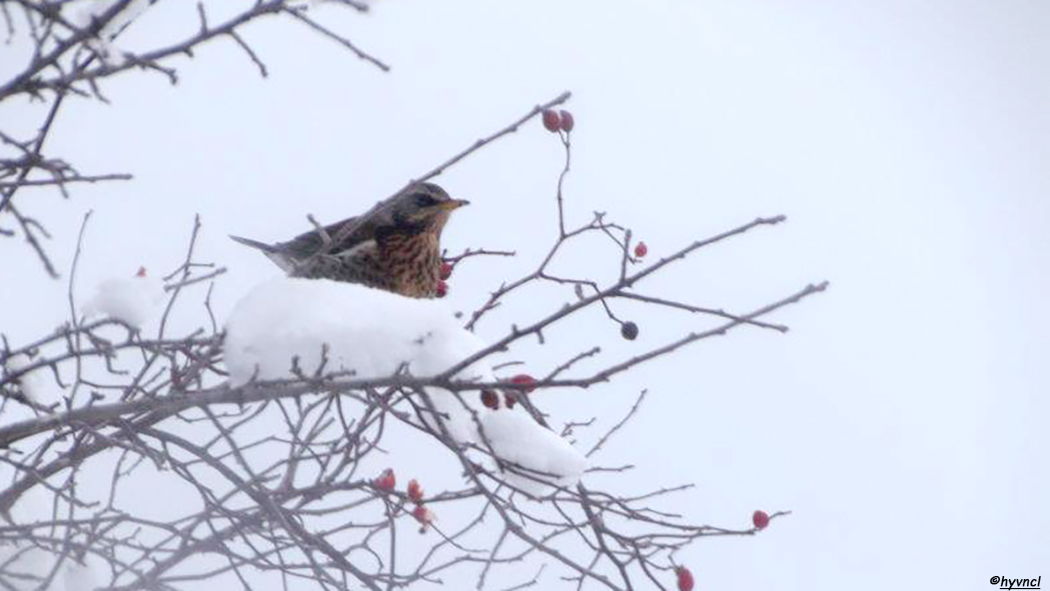 Fieldfare