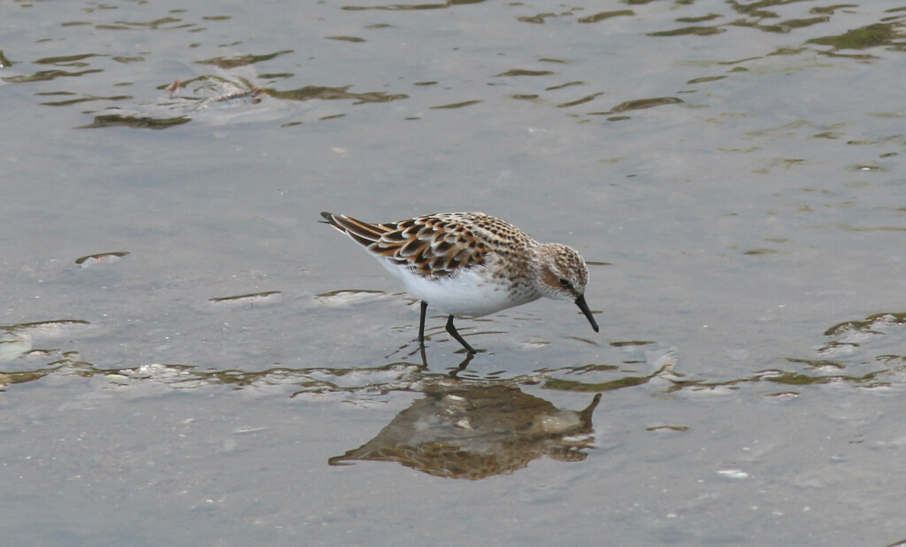 Little Stint