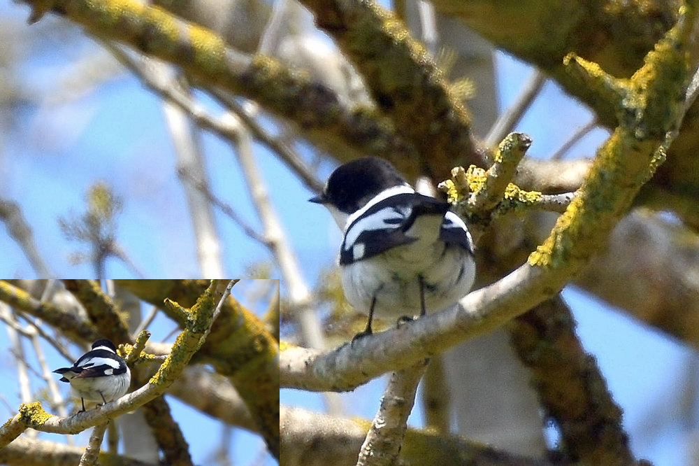 Collared Flycatcher
