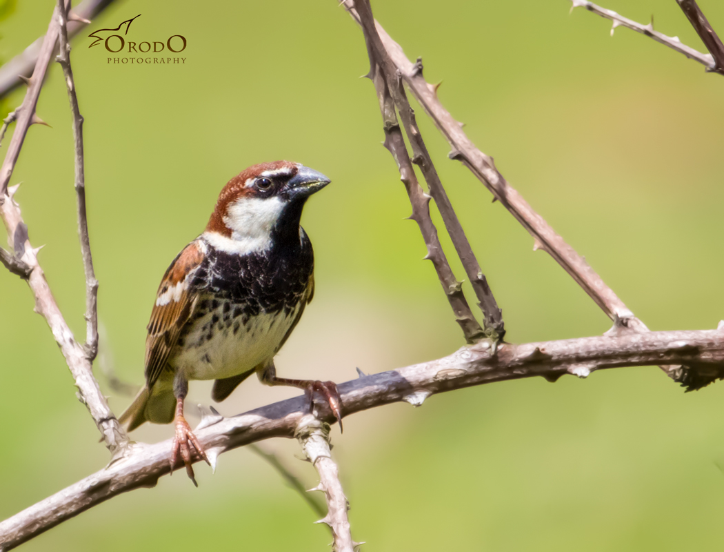 Spanish Sparrow