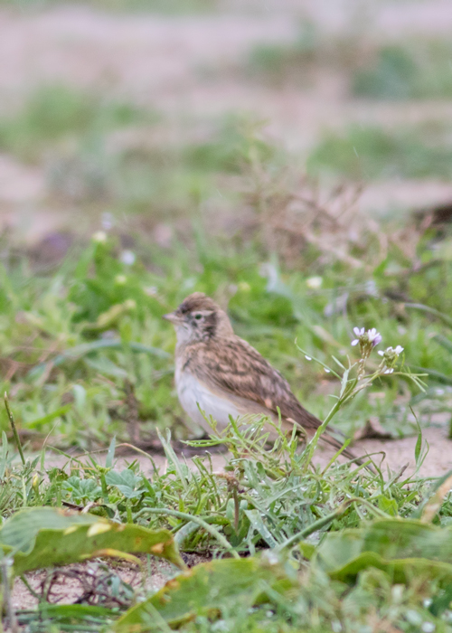 Greater Short-toed Lark