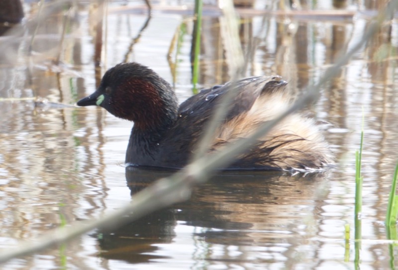 Little Grebe
