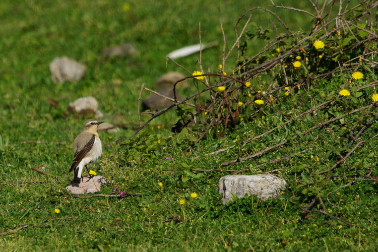 Northern Wheatear